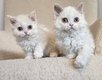 Chatons Selkirk Rex