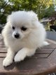 Femelle Spitz nain