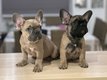 Adorables chiots de race Bouledogue Français