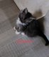 Main coon