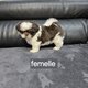 Chiots shih-tzu
