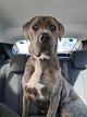 Cane Corso à donner