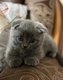 Adorable chaton bleu
