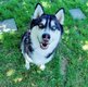 A donner: 2 adorables husky (m ) et...