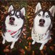 A donner: 2 adorables chiens, 1husky et...