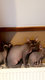 Sphynx  retraite