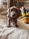 4 magnifique chiots teckel nain de couleur...