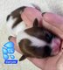 Shi tzu du domaine de mémé