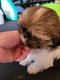 Shi tzu du domaine de mémé