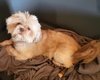 Shi tzu du domaine de mémé