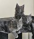 Maine coon