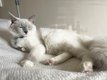 Ragdoll