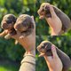 Magnifiques chiots teckel nain chocolat poil ras