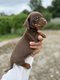 Magnifiques chiots teckel nain chocolat poil ras
