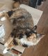 Maine Coon femelle Black Tortie 