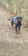 A donner femelle Rottweiler 2 ans et demie