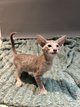 Chatons orientaux shorthair