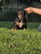 American Bully pocket