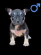 American Bully pocket
