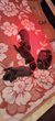 Chiots labrador chocolat