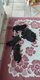 Chiots labrador chocolat