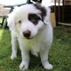 Chiots border collie chocolat à vendre