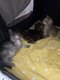 Chatons Norvégiens
