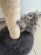 Chatons Norvégiens