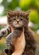 Chaton Maine Coon à réserver