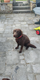Labrador chocolat