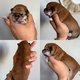 Magnifique chiot femelle shiba Inu
