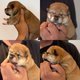 Magnifique chiot shiba Inu