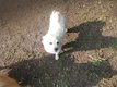 Spitz