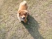 Spitz