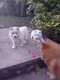 Spitz