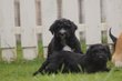 Labradoodle, chiots couleur noir