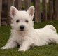 Chiots West highland white terriër (westie,...