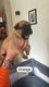 Chiot Malinois à vendre