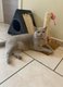 Male british shorthair disponible pour saillie