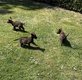 à vendre très beaux chiot berger malinois...