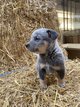 Chiots Bouviers Australiens