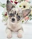 Chihuahua fem silver merle yeux bleu