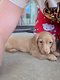 2 petit male poil longs creme