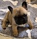 Bouledogue Français disponible à la réservation