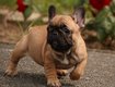 Bouledogue Français disponible à la réservation