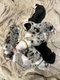 Chiot border collie