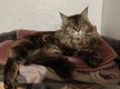 Magnifique femelle maine coon retraitée