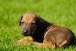 Magnifique rhodesian ridgeback