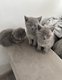 Adorable chaton