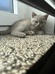 Adorable chaton